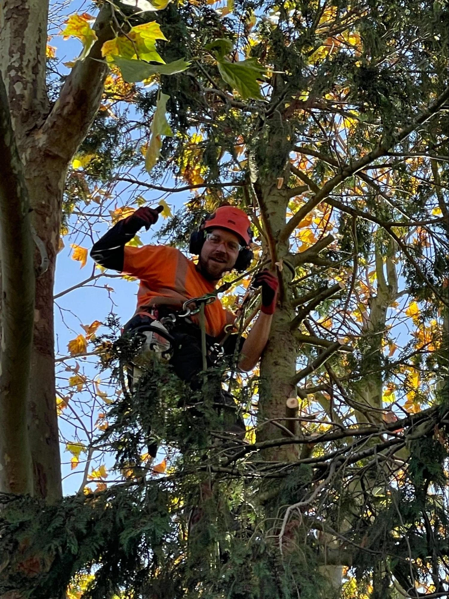 South Ockendon Tree Care Experts
